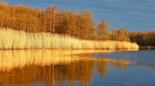 An evening lake view with reed banks reflected in golden autumn light in calm water, Peenetal
