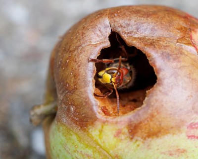 Hornet (Vespa crabro) eats on an apple, Germany