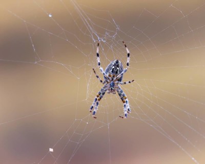 Garden spider (Araneus diadematus), Germany
