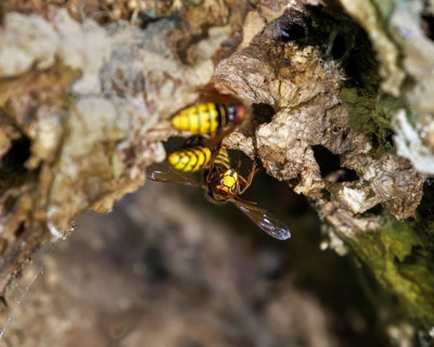 Hornissen (Vespa crabro), Germany