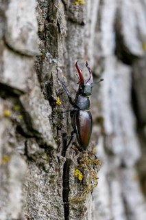 Stag beetle (Lucanus cervus), Germany