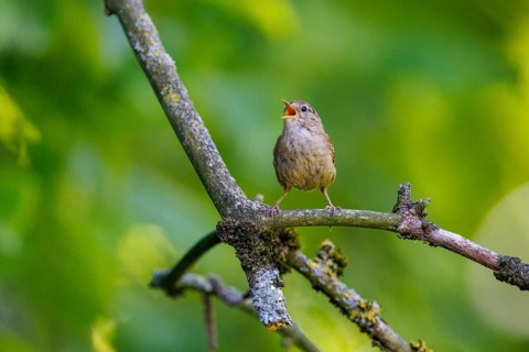 Wren (Troglodytes troglodytes), Germany