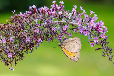 Small meadowbird (Coenonympha pamphilus) on butterfly lilacs, Germany