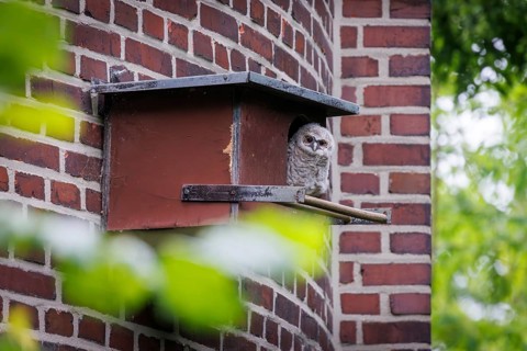 Young tawny owl (Strix aluco) looking out of incubator, Germany