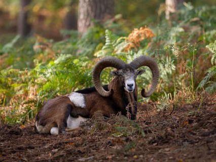 A mouflon resting in the forest, North Rhine-Westphalia, Germany
