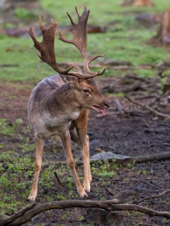 Fallow deer panting during rutting season, North Rhine-Westphalia, Germany
