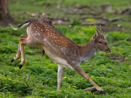 A fallow deer jumping, North Rhine-Westphalia, Germany