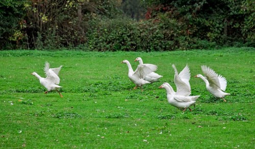 White domestic geese (Anser anser formes domestica) in a meadow, Münsterland, North