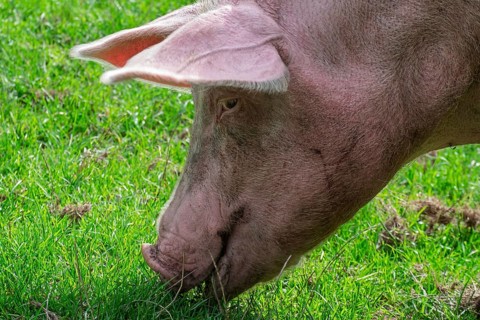 A pig in profile eats grass in a green field, Münsterland, North Rhine-Westphalia, Germany