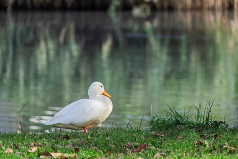 White duck (Anatidae), Hausente, Münsterland, North Rhine-Westphalia, Germany