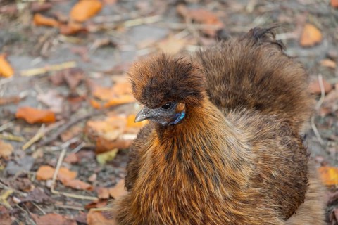 Silk Grouse (Gallus gallus f. domestica), Münsterland, North Rhine-Westphalia, Germany