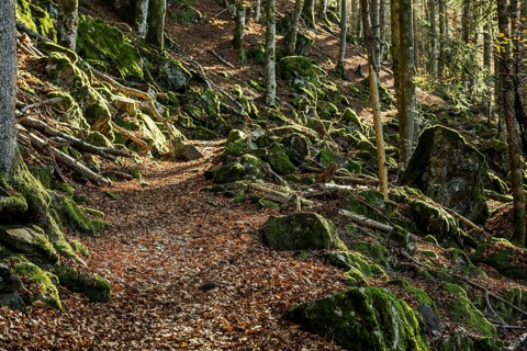 Hiking trail, Zweribach Waterfalls, protected forest, St Märgen, Black Forest, Southern Black