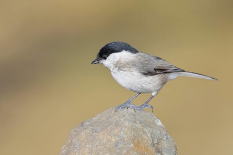 Swamp tit, (Parus palustris), sitting on a rock, autumn, wildlife, animals, tit family, songbird,
