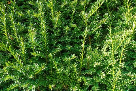 Yew (Taxus baccata), evergreen hedge, plants, gardens, Germany