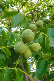 Real walnut, walnut tree (Juglans regia), deciduous tree, green nuts in summer, leaves, plants,