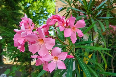 Oleander (Nerium oleander), rose laurel, large pink flowers, poisonous dogs, plants, gardens,