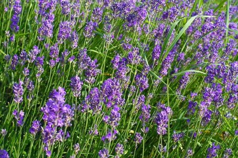 Lavender (Lavandula angustifolia), narrow-leaved lavender, ornamental plant, medicinal plant,