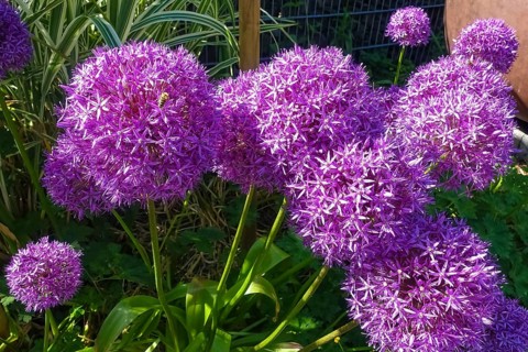 Leeks (Allium), ornamental garlic, large beautiful flowers, purple globes, flowers, plants,