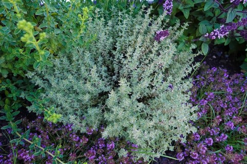 Thyme (thymus), thyme, various types of thyme, right shrub basil (Ocimum basilicum) with purple