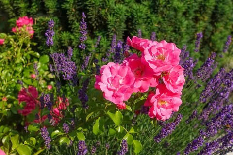 Roses (pink), pink blossom, flowers, lavender (Lavandula angustifolia), narrow-leaved lavender,