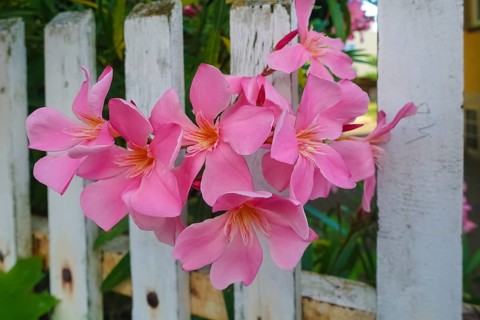 Oleander (Nerium oleander), rose laurel, large pink flowers, poisonous dog plants, gardens, white