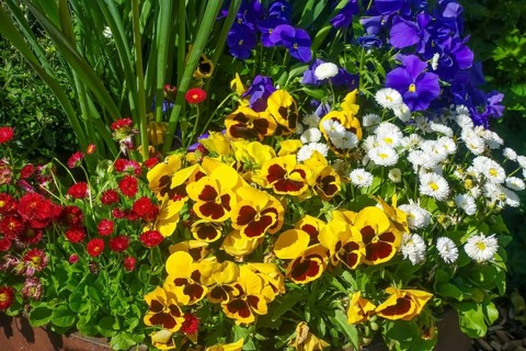 Pansies, violets (viola), yellow and purple flowers, double daisies (Bellis perennis), thousand