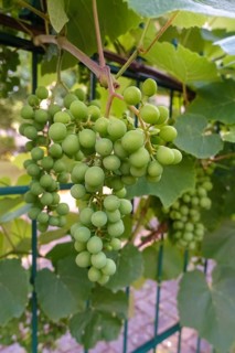 Green grapes, grapevines (Vitis), fruits, leaves, plants, gardens, Germany