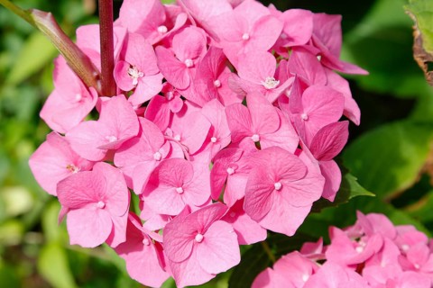 Hydrangeas (Hydrangea), ornamental shrub, pink flowers, gardens, flower bed, Germany