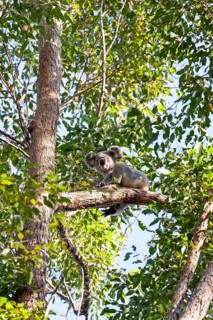 Koala on a tree in its natural habitat near Pumpenbil, Tweed Shire, New South Wales, Australia