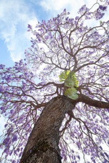 Beautiful rosewood tree (Jacaranda mimosifolia) in full bloom with magical purple-blue flowers. A