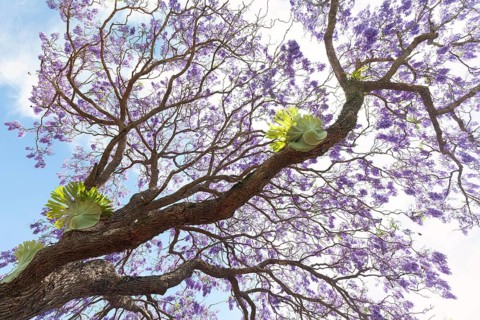 Beautiful rosewood tree (Jacaranda mimosifolia) in full bloom with magical purple-blue flowers. A