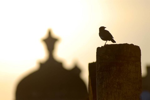 A bird sits on a post with Chhatri in the soft light of sunrise, Palace Hotel Devigarh, Delwara