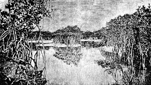 African mangrove forest at low tide, tides make roots visible, swampy coast in the tropics, travel