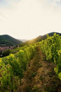 Village in the vineyards at sunset, Ribeauvillé, Haut-Rhin department, Alsace, France