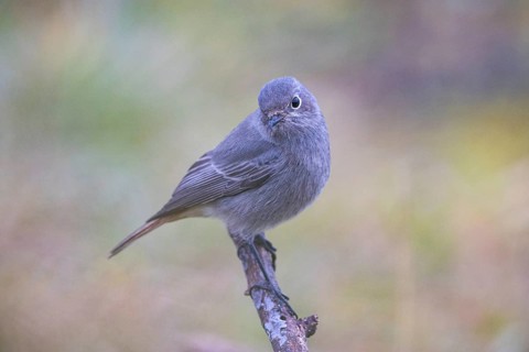 Redtail (Phoenicurus ochruros) Germany
