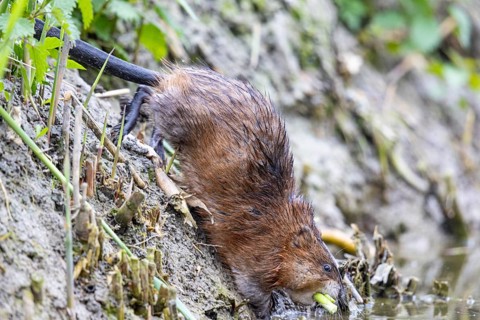 Muskrat (Ondatra zibethicus) goes back into water Germany with plants in its mouth