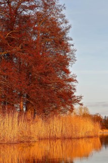 Alder trees in spring and reeds on the riverbank, reflected in water with warm light, Peenetal