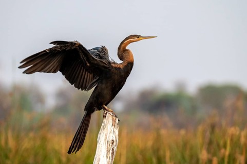 Africa snake-necked bird (Anhinga rufa) sitting on a dead tree in the river, Thamalakane River,