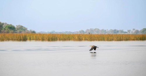 Africa snake-necked bird (Anhinga rufa) flying by the river, Thamalakane River, Okavango Delta,