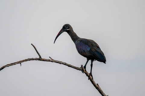 Hagedash Ibis (Bostrychia hagedash) r, Okavango Delta, Botswana