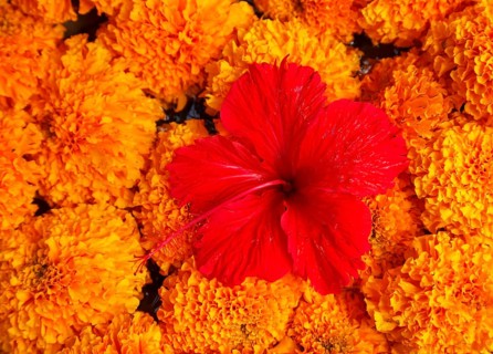 Flowers arranged for beautiful offerings, Bali, Indonesia