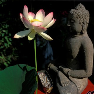 Buddha statue with lotus flower, Bali, Indonesia