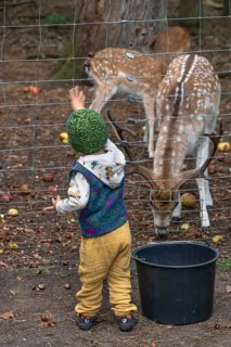 Little boy throws food into the dam deer (Dama dama) game reserve, Mecklenburg-Western Pomerania,