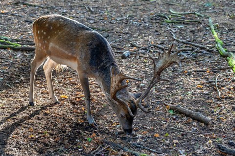 Fallow deer (Dama dama) in an outdoor enclosure in the forest, Mecklenburg-Western Pomerania,