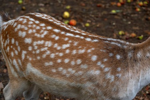 Fallow deer (Dama dama) fur in an outdoor enclosure in the forest, Mecklenburg-Western Pomerania,
