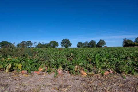 Ripe sugar beets (Beta vulgaris subsp. vulgaris Altissima Group) on the beet field, Othenstorf,