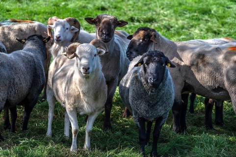 Various sheep breeds (Ovis gmelini) left a rough woolly country sheep, next to it a grey-horned