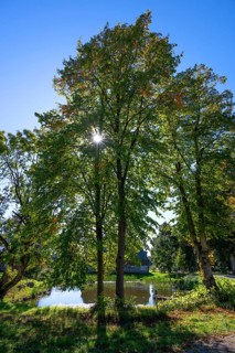 Linden tree (Tilia) facing with a sun star, Othenstorf, Mecklenburg-Western Pomerania, Germany