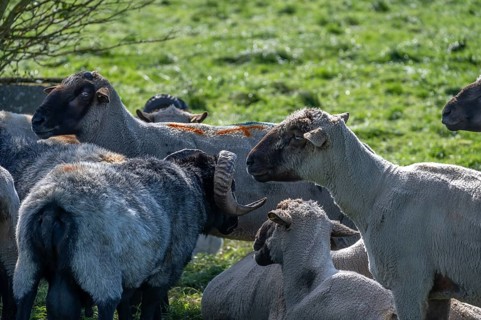 Different sheep breeds (Ovis gmelini) a grey-horned heather and on the left black-headed sheep in