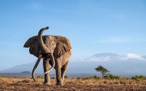 African elephant (Loxodonta africana) with raised trunk, in picturesque landscape with the summit
